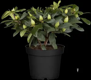 Rhododendron 'Alfred' - 5 Ltr pot - image 2