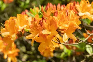 Rhododendron (AM) 'Christ.  Wren'