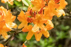 Rhododendron (AM) 'Christ.  Wren' - 2 Ltr pot - image 2