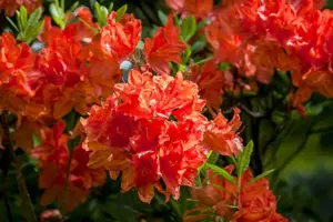 Rhododendron (AM) 'Dr M. Oosthoek'