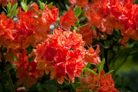 Rhododendron (AM) 'Dr M. Oosthoek' - 25-30 CM RB - image 1