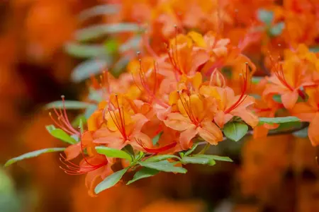 Rhododendron (AM) 'Dr M. Oosthoek' - 25-30 CM RB - image 2