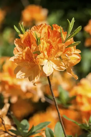 Rhododendron (AM) 'Dr Reichenbach' - 30-40 CM RB