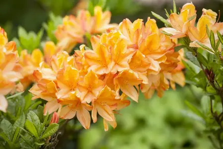 Rhododendron (AM) 'Lemonora' - P9
