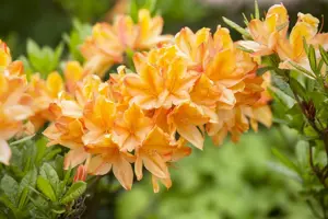 Rhododendron (AM) 'Lemonora'