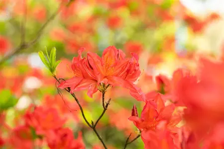 Rhododendron (AM) 'Marconi' - 2 Ltr pot - image 4