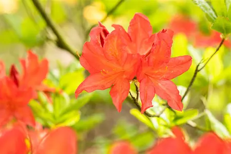 Rhododendron (AM) 'Marconi' - 2 Ltr pot - image 5