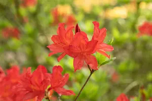 Rhododendron (AM) 'Marconi' - 2 Ltr pot - image 1