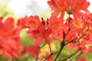 Rhododendron (AM) 'Marconi' - 2 Ltr pot - image 2