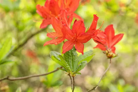 Rhododendron (AM) 'Marconi' - 2 Ltr pot - image 3