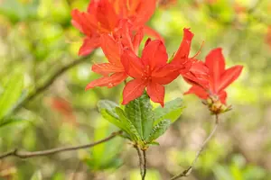 Rhododendron (AM) 'Marconi' - 2 Ltr pot - image 3