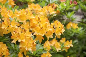 Rhododendron (AM) 'Nicolaas Beets'