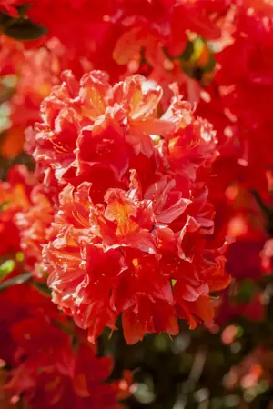Rhododendron (AM) 'Radiant' - 40-50 CM RB - image 1
