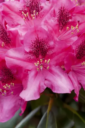 Rhododendron 'American Beauty' - 50-60 CM C10 - image 1