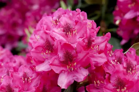 Rhododendron 'American Beauty' - 50-60 CM C10 - image 2