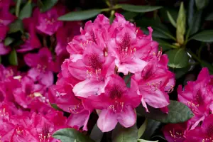 Rhododendron 'American Beauty' - 50-60 CM C10 - image 3