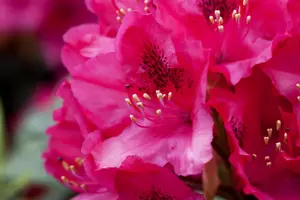 Rhododendron 'American Beauty' - 50-60 CM C10 - image 4