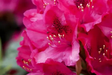 Rhododendron 'American Beauty' - 60-80 CM C30 - image 4
