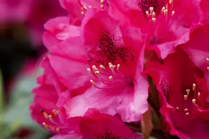 Rhododendron 'American Beauty' - 70-80 CM C30 - image 4