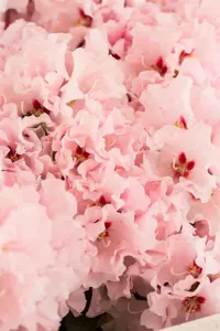 Rhododendron 'Anna'