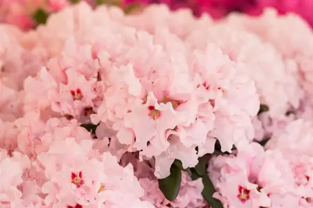 Rhododendron 'Anna' - 2 Ltr pot - image 2