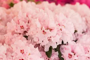 Rhododendron 'Anna' - 2 Ltr pot - image 2