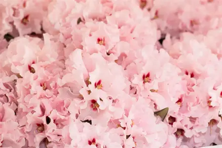 Rhododendron 'Anna' - 2 Ltr pot - image 3