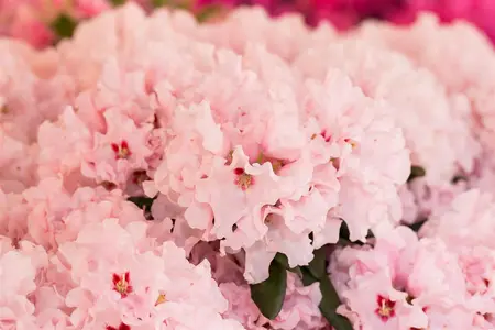 Rhododendron 'Anna' - 70-80 CM C40 - image 2
