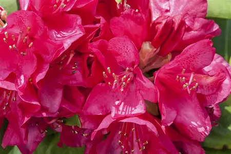 Rhododendron 'Anna Rose Whitney' - 60-70 CM C10 - image 1