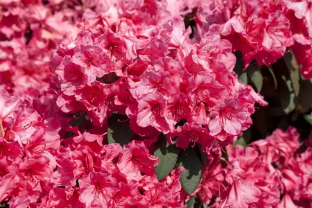 Rhododendron 'Anna Rose Whitney' - 60-70 CM C10 - image 2