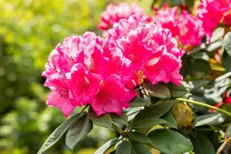 Rhododendron 'Anna Rose Whitney' - 60-70 CM C10 - image 3