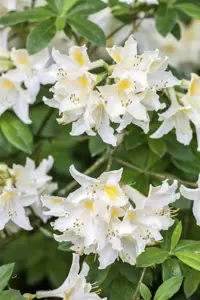 Rhododendron (AP) 'Daviesii' - 80-100 CM C18 - image 4