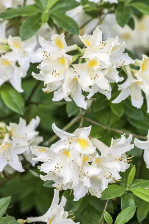 Rhododendron (AP) 'Daviesii' - 2 Ltr pot - image 4