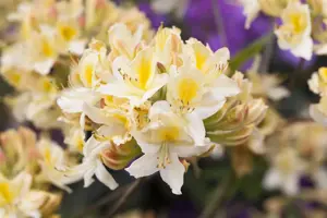 Rhododendron (AP) 'Daviesii'