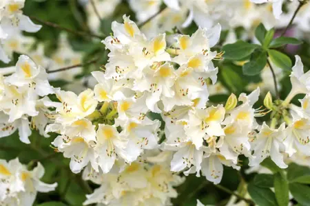 Rhododendron (AP) 'Daviesii' - 80-100 CM C18 - image 3