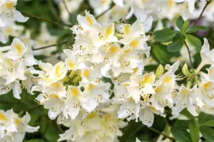 Rhododendron (AP) 'Daviesii' - 80-100 CM C18 - image 3