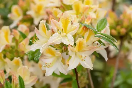 Rhododendron (AP) 'Daviesii' - 80-100 CM C18 - image 5