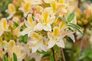 Rhododendron (AP) 'Daviesii' - 80-100 CM C18 - image 5