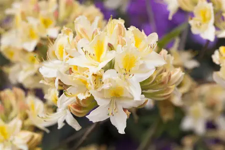 Rhododendron (AP) 'Daviesii' - 2 Ltr pot - image 1