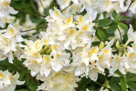 Rhododendron (AP) 'Daviesii' - 2 Ltr pot - image 3