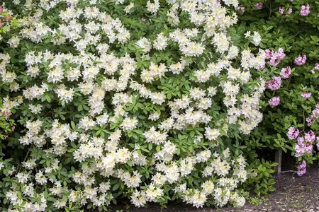 Rhododendron (AP) 'Daviesii' - 5 Ltr pot - image 2