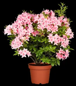 Rhododendron (AV) 'Jolie Madame'
