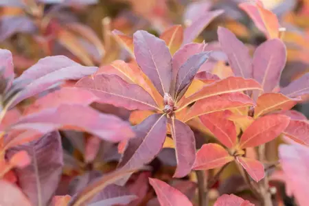 Rhododendron (AV) 'Jolie Madame' - 5 Ltr pot - image 4