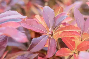 Rhododendron (AV) 'Jolie Madame' - 5 Ltr pot - image 5