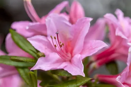 Rhododendron (AV) 'Jolie Madame' - 30-40 CM C5 - image 2