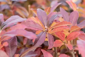 Rhododendron (AV) 'Jolie Madame' - 30-40 CM RB - image 4