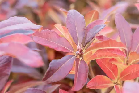 Rhododendron (AV) 'Jolie Madame' - 30-40 CM RB - image 5