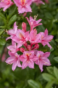 Rhododendron (AV) 'Rosata' - 50-60 CM C10 - image 2