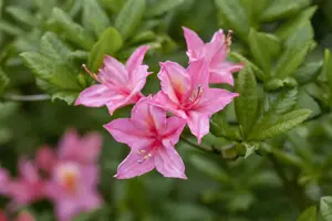 Rhododendron (AV) 'Rosata'