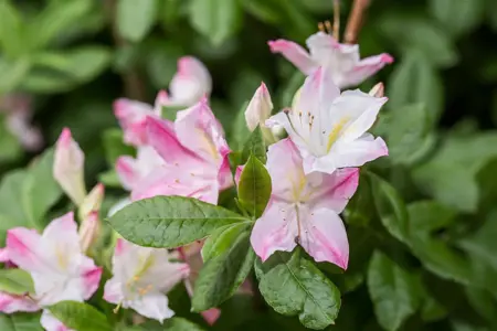 Rhododendron (AV) 'Rosata' - 50-60 CM C10 - image 3